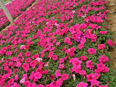 牽牛花的生長環境
