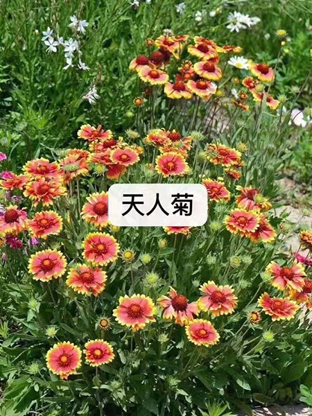 產品展示