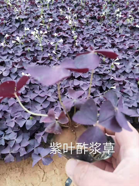 產品展示